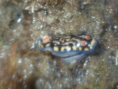 Hypselodoris maritima