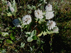 Veronica albicans