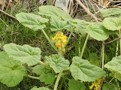 Ibicella lutea