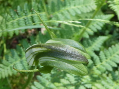Pterostylis monticola