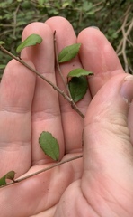 Streblus heterophyllus