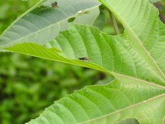 Oncopeltus luctuosus