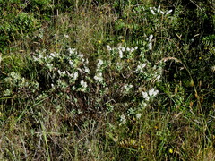 Veronica albicans