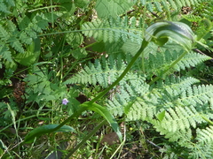 Pterostylis monticola
