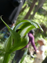 Pterostylis monticola
