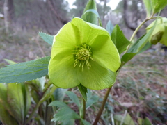 Helleborus odorus