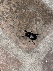 Diloboderus abderus
