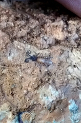 Pogonognathellus longicornis