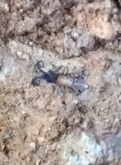 Pogonognathellus longicornis