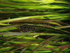 Heterostichus rostratus