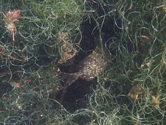 Heterostichus rostratus