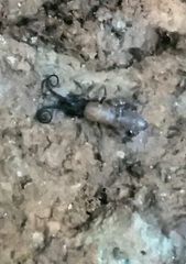 Pogonognathellus longicornis