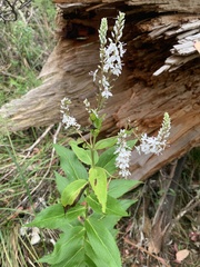 Veronica derwentiana