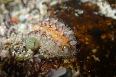 Craspedoplax variabilis