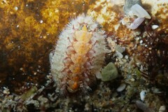 Craspedoplax variabilis