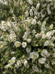 Melaleuca lanceolata