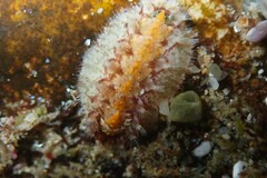 Craspedoplax variabilis