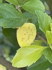 Pyrisitia dina