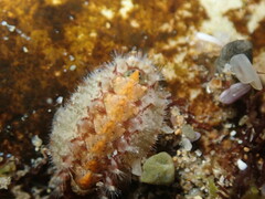 Craspedoplax variabilis