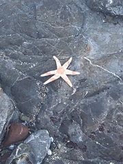 Leptasterias hexactis