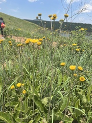 Berkheya setifera