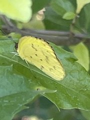 Pyrisitia dina