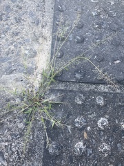 Eragrostis amabilis