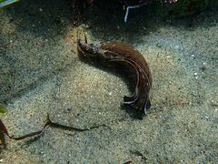 Paralichthys californicus