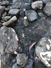 Leptasterias hexactis