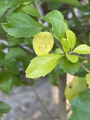 Pyrisitia dina