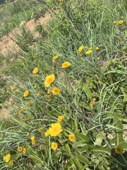 Berkheya setifera