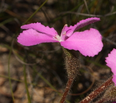 Stylidium albomontis