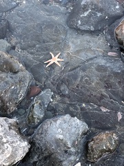 Leptasterias hexactis