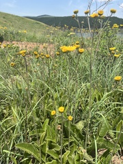 Berkheya setifera
