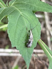 Ancylotropis waterhousei