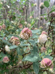 Pimelea ligustrina