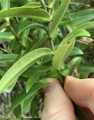 Veronica ligustrifolia
