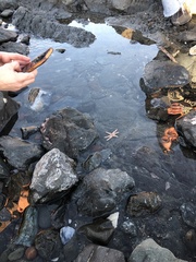 Leptasterias hexactis