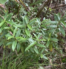 Veronica ligustrifolia