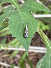 Ancylotropis waterhousei