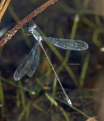 Lestes vidua
