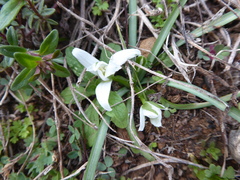 Ornithogalum umbellatum