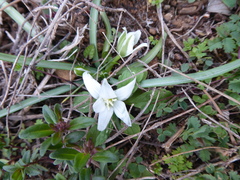 Ornithogalum umbellatum