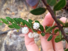 Acacia hispidula