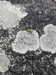 Lecanora oreinoides