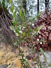 Acacia hispidula