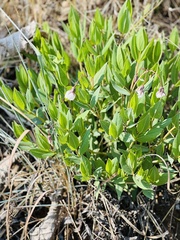 Trichodesma physaloides