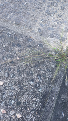Eragrostis amabilis