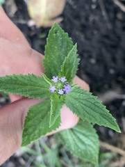 Verbena hispida