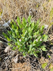 Trichodesma physaloides